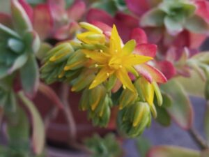 onderhoudsarme planten