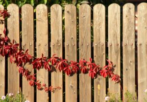 vines